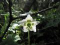 Moneses uniflora